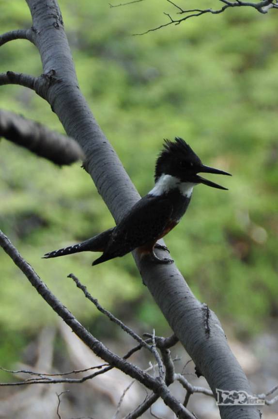 Um carpintero Negro Patagonico, uma das muitas espécies de aves encontradas no Parque Nacional Los Alerces, ao norte de Trevelin, na patagônia argentina